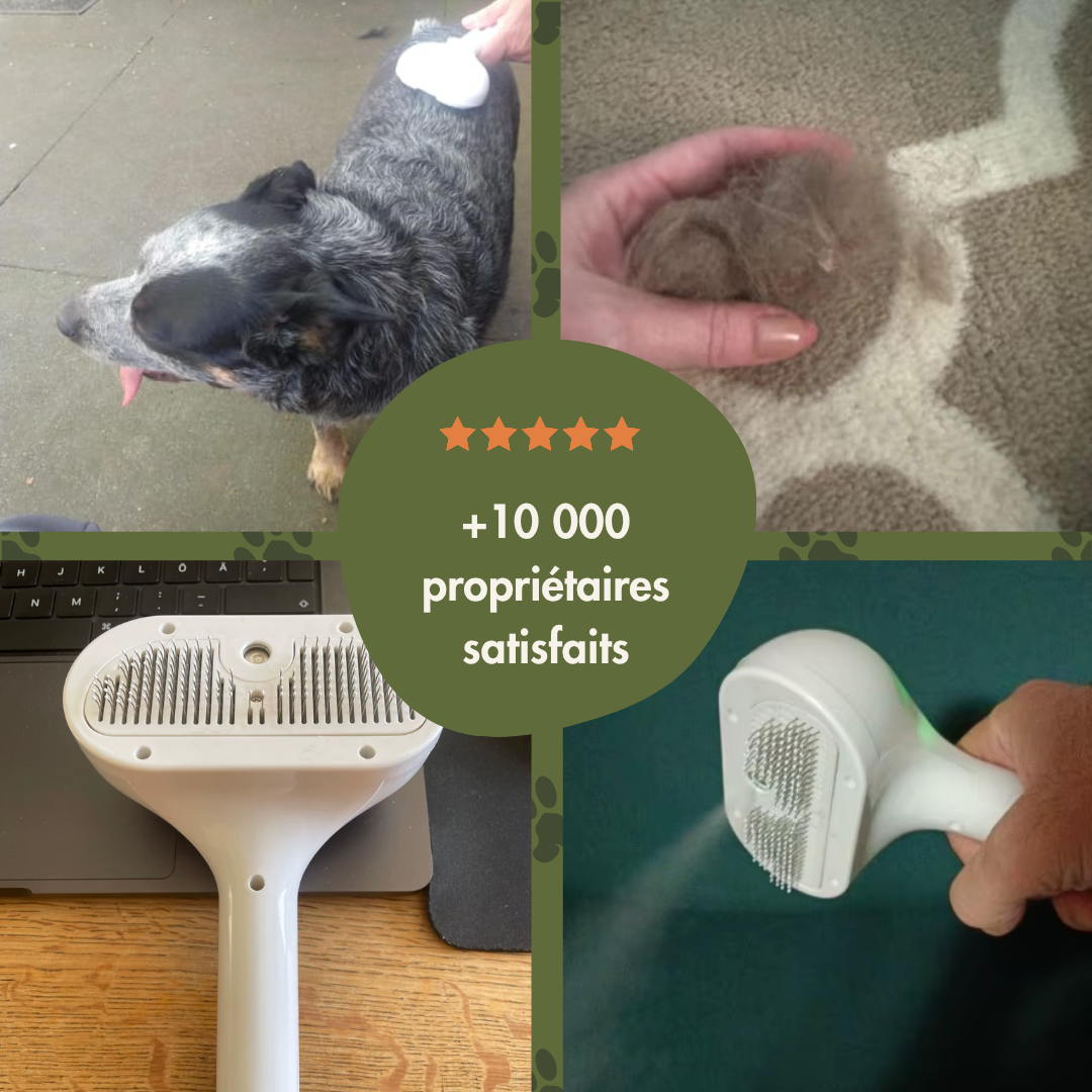 SteamPoils™ - La brosse vapeur professionnelle pour chien